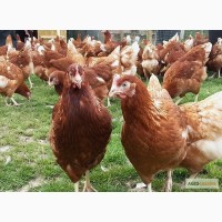Продам молодых кур несушек Ломан Браун возраст 120 дней