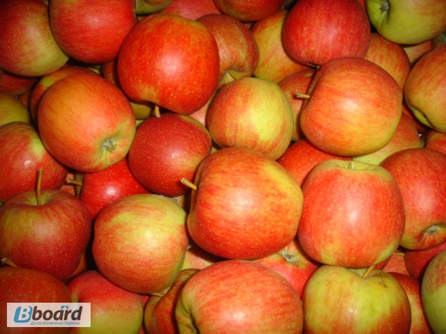Фото 3. Продам яблоки из Польши - очень большой опт