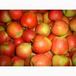 Продам яблоки из Польши - очень большой опт
