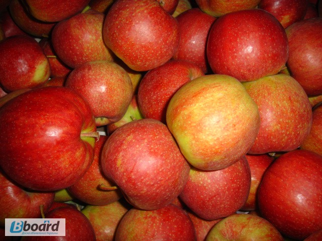Фото 4. Продам яблоки из Польши - очень большой опт