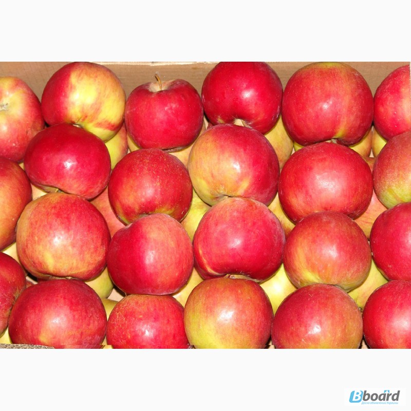 Фото 5. Продам яблоки из Польши - очень большой опт