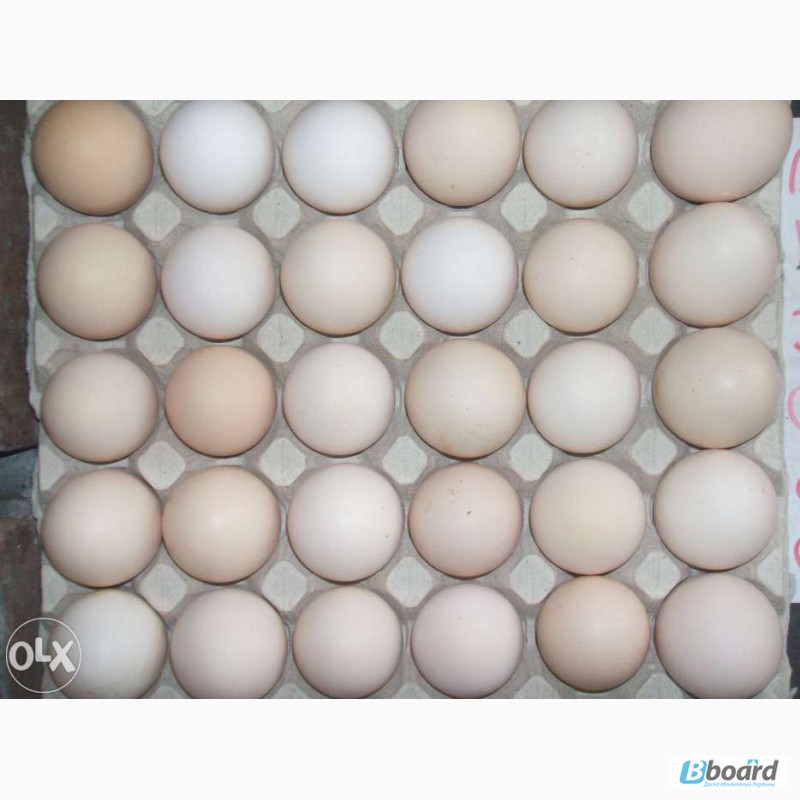 Фото 3. Інкубаційні яйця бройлера