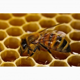 Куплю мед оптом без аналізів (Антибіотик)