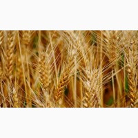 Озимая пшеница Калидон - элита Seed Grain