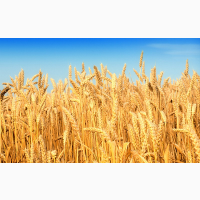 Куплю пшеницу продовольственную