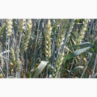 Озимая пшеница Роял Seed Grain (1 репрод.)