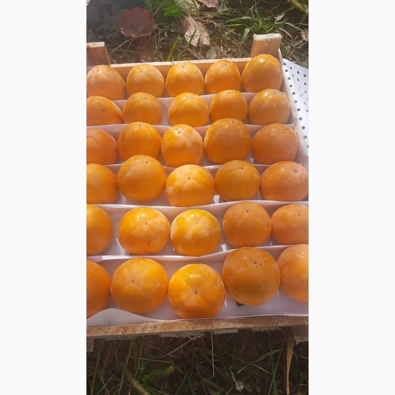 Фото 3. Продам гранат, мандарины, апельсины от поставщика с 3 тонн