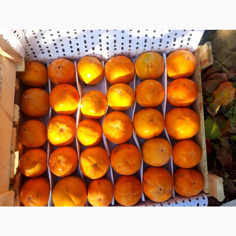 Фото 5. Продам гранат, мандарины, апельсины от поставщика с 3 тонн