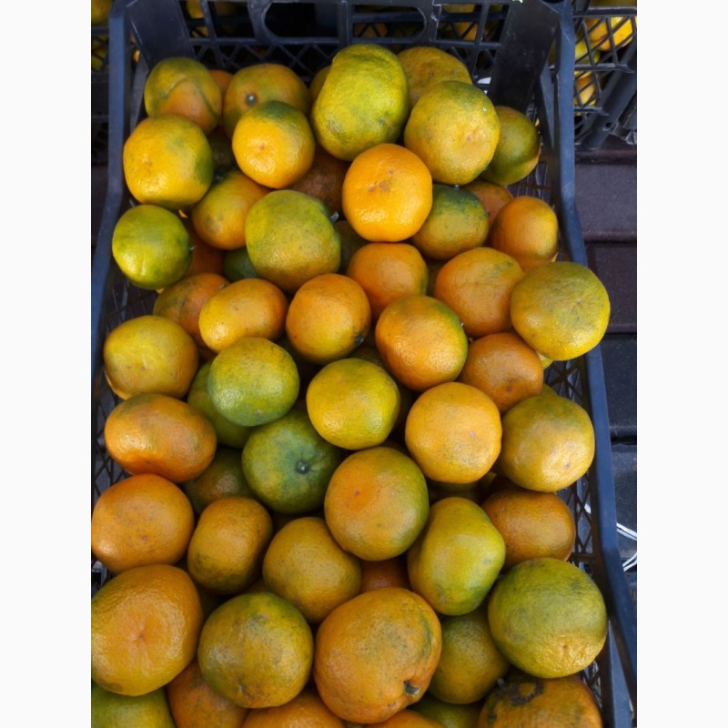 Фото 8. Продам гранат, мандарины, апельсины от поставщика с 3 тонн
