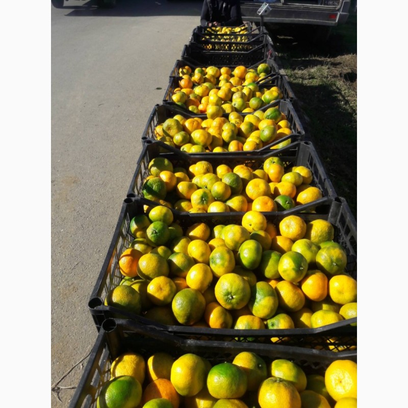 Фото 9. Продам гранат, мандарины, апельсины от поставщика с 3 тонн