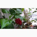 Гибискус-китайская роза для офиса и дома