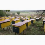 Продам пчёл с ульями