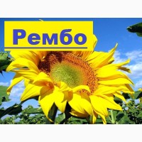 Сербська селекція соняшник Рембо