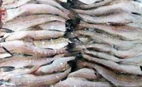 Фото 3. Рыба и морепродукты оптом и в розницу