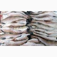Рыба и морепродукты оптом и в розницу