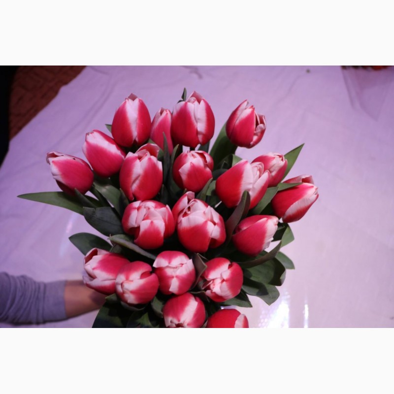 Фото 2. Тюльпаны оптом на 8 марта