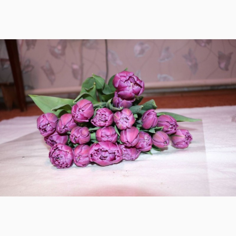 Фото 3. Тюльпаны оптом на 8 марта