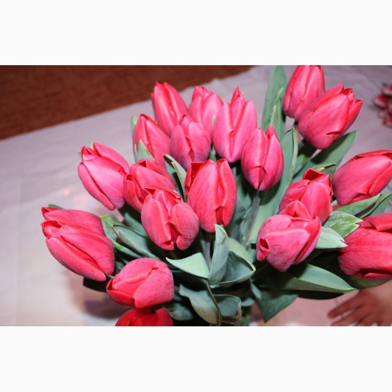 Фото 6. Тюльпаны оптом на 8 марта
