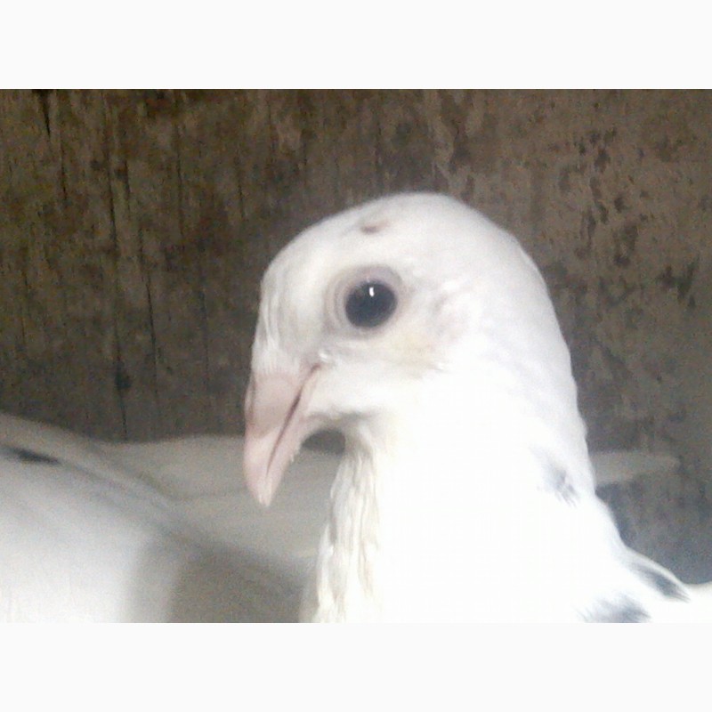 Продам голубей породы одесский горбонрсыгорбонрсый