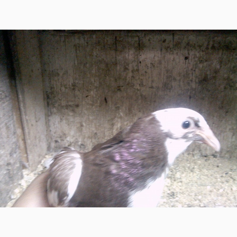 Фото 3. Продам голубей породы одесский горбонрсыгорбонрсый