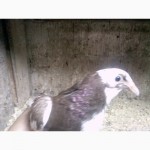 Продам голубей породы одесский горбонрсыгорбонрсый
