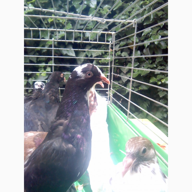 Фото 4. Продам голубей породы одесский горбонрсыгорбонрсый
