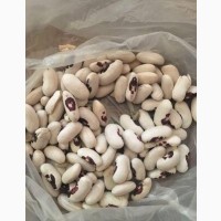 Продаємо насіння дрібної квасолі білої