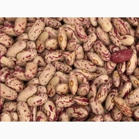 Продаж квасолі. Купити квасолю. Квасоля в наявності