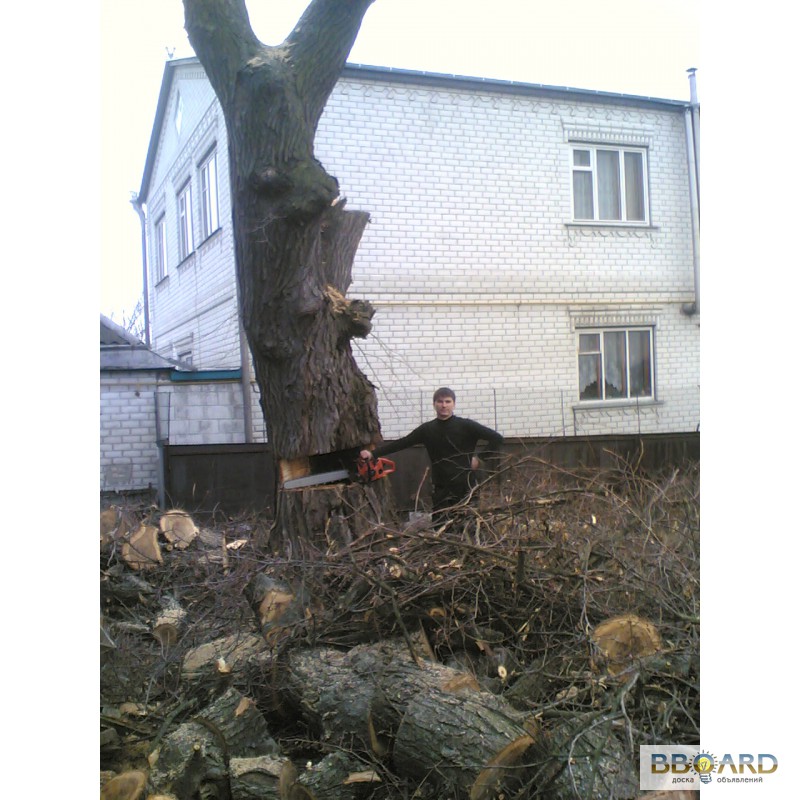 Фото 2. Спил деревьев, спилить деревья, ветки, удалить пень, кронировать Харьков