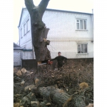 Спил деревьев, спилить деревья, ветки, удалить пень, кронировать Харьков