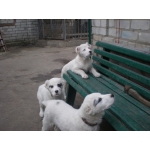 Чистокровные щенки туркменского алабая
