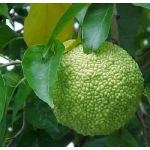 Плоды маклюры (адамово яблоко)
