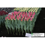 Продам цветы тюльпана оптом к 8 Марта!!!