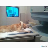 Диагностика МРТ животным (официально)