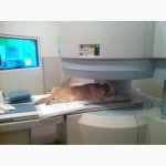 Диагностика МРТ животным (официально)