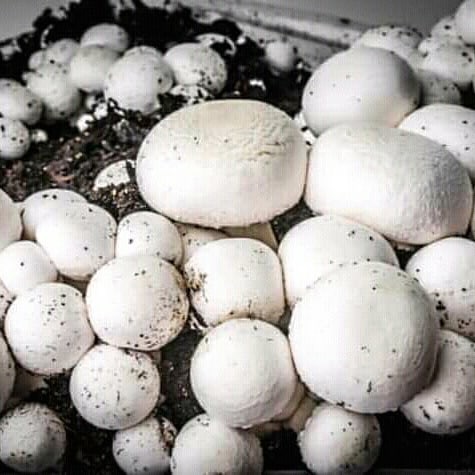 Фото 8. Набор для выращивания грибов шампиньонов