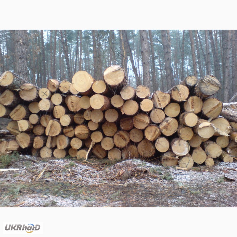 Фото 7. Спил деревьев Киев. Удаление пней, вывоз веток