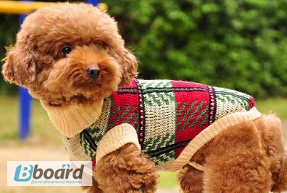 Теплый свитер для собаки «Шотландка»