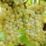 Продам вино заводские, вина юга Украины и Молдавии