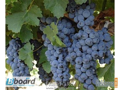 Фото 4. Продам вино заводские, вина юга Украины и Молдавии