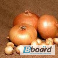 Фото 3. Озима цибуля-сівок та часник BROER BV /Top Onions (НІдерланди). Опт, дрібний опт