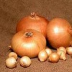 Озима цибуля-сівок та часник BROER BV /Top Onions (НІдерланди). Опт, дрібний опт