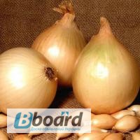 Фото 4. Озима цибуля-сівок та часник BROER BV /Top Onions (НІдерланди). Опт, дрібний опт