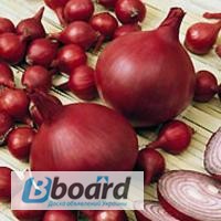 Фото 5. Озима цибуля-сівок та часник BROER BV /Top Onions (НІдерланди). Опт, дрібний опт