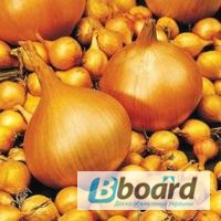 Фото 6. Озима цибуля-сівок та часник BROER BV /Top Onions (НІдерланди). Опт, дрібний опт