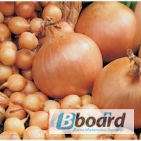 Фото 7. Озима цибуля-сівок та часник BROER BV /Top Onions (НІдерланди). Опт, дрібний опт