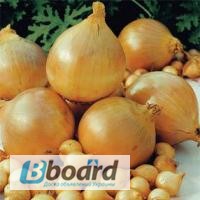 Фото 8. Озима цибуля-сівок та часник BROER BV /Top Onions (НІдерланди). Опт, дрібний опт