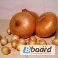 Фото 10. Озима цибуля-сівок та часник BROER BV /Top Onions (НІдерланди). Опт, дрібний опт