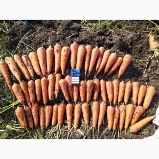 Срочно продам молодую морковь от производителя