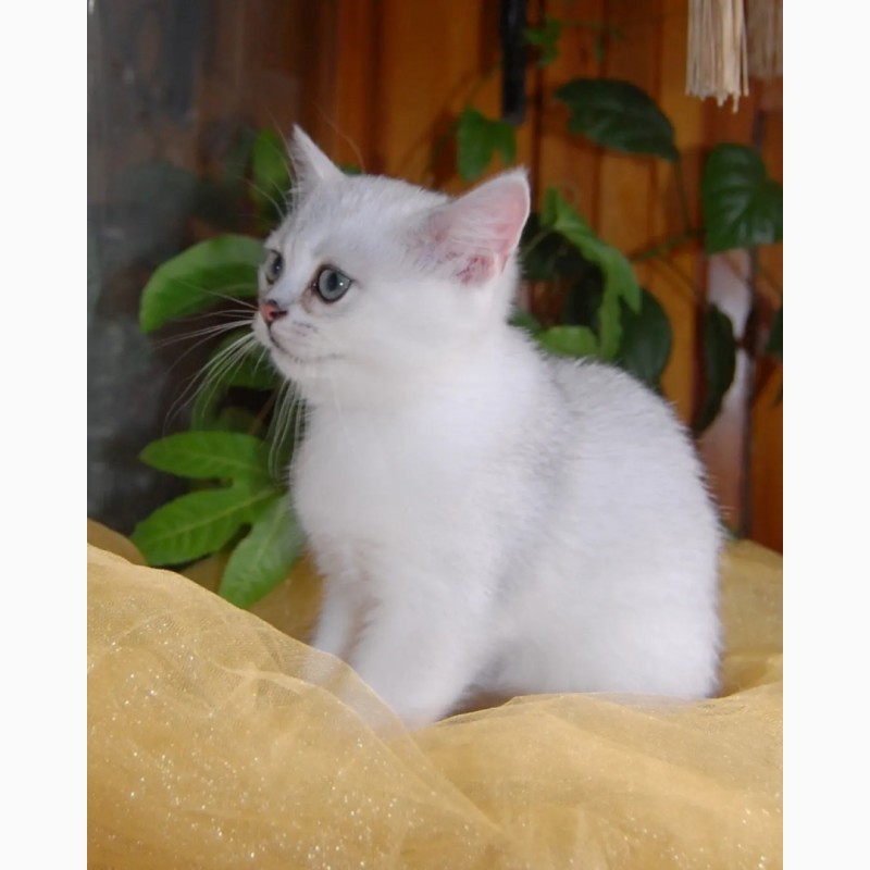 Фото 4. Серебристые британские котята